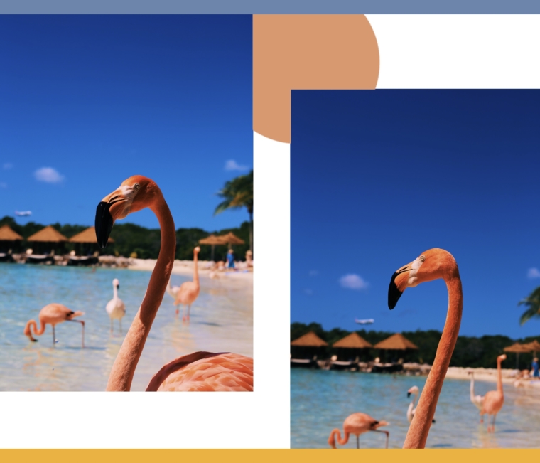 aruba flamingo island beach resort renaissance hotel flamingos
