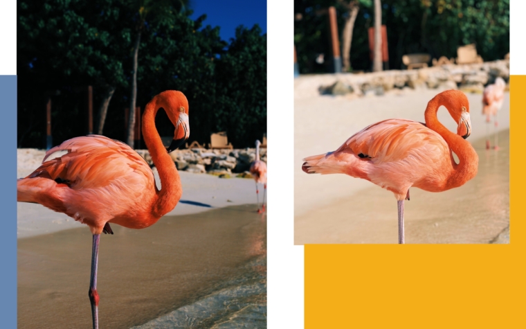 aruba flamingo island beach resort renaissance hotel flamingos