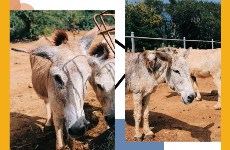Aruba Donkey Sanctuary